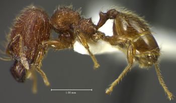 Media type: image;   Entomology 34367 Aspect: habitus lateral view